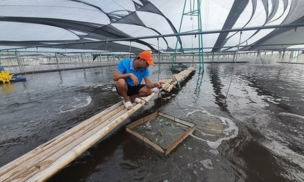 'King of Vietnamese Four-Eyed Sleeper' conquers shrimp in the winter crop